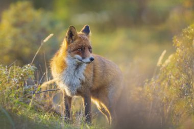 Vahşi kırmızı tilki (vulpes vulpes) vixen bir orman ve dunes günbatımı sırasında kayıt atma