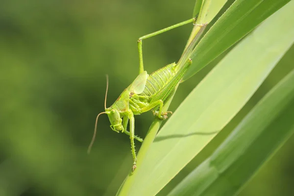 Macro Close Van Een Vrouwelijke Grote Green Bush Cricket Grote — Stockfoto