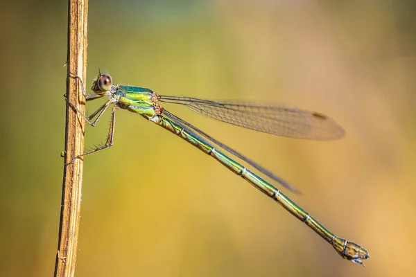Detail Closeup Western Willow Emerald Damselfly Chalcolestes Viridis Insect Resting — Stock Photo, Image