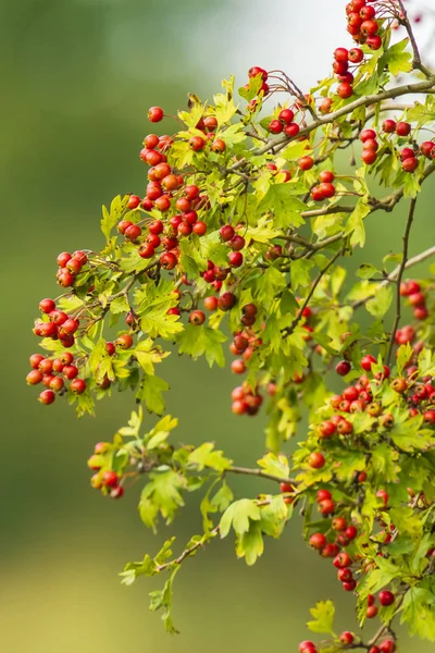 Frutos Naranja Bayas Árbol Sorbus Aucuparia Comúnmente Llamado Serbal Ceniza —  Fotos de Stock