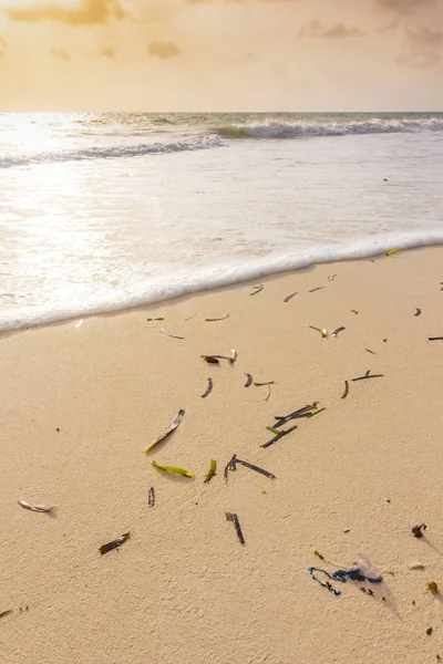 Zanzibar Strand Met Wit Zand Groene Vegetatie Wildernis Bij Laagtij — Stockfoto