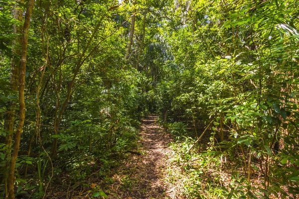 Jungle forest with walking path and wildlife on a clear sunny day Jozani Chwaka Bay National Park, Zanzibar, Tanzania
