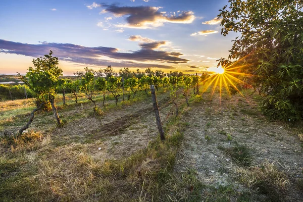 Puesta Sol Idílico Viñedo Verde Las Tierras Cultivo Istria Croacia — Foto de Stock