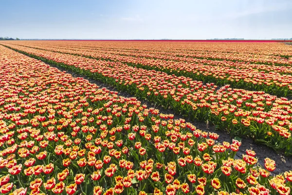 Coloridos Tulipanes Holandeses Campo Flores Molino Viento Holanda Bajo Cielo — Foto de Stock