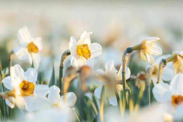 Farbenfroh Blühendes Blumenfeld Mit Weißen Narzissen Oder Narzissen Nahaufnahme Bei — Stockfoto