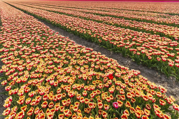 Tulipanes Holandeses Luchan Debido Sequía Debido Calentamiento Global Cambio Climático — Foto de Stock