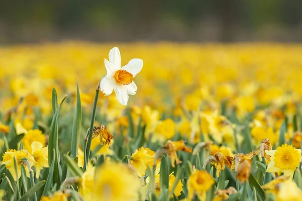 Barevný Kvetoucí Květinové Pole Žlutý Narcis Nebo Narcis Closeup Při — Stock fotografie