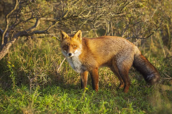 野生のキタキツネ ホンドギツネ キツネ属は 日没時に緑の牧草地の清掃 — ストック写真