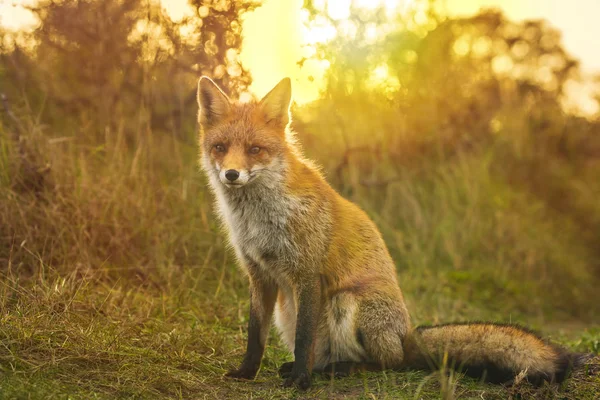 野生の若い赤狐 ホンドギツネ キツネ属 ビクセン日没時に森や砂丘の清掃 — ストック写真