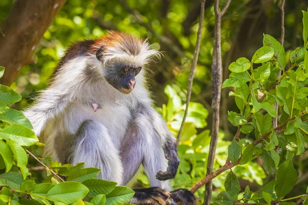 Zanzíbar Salvaje Mono Colobo Rojo Procolobus Kirkii Bosque Verde Parque — Foto de Stock