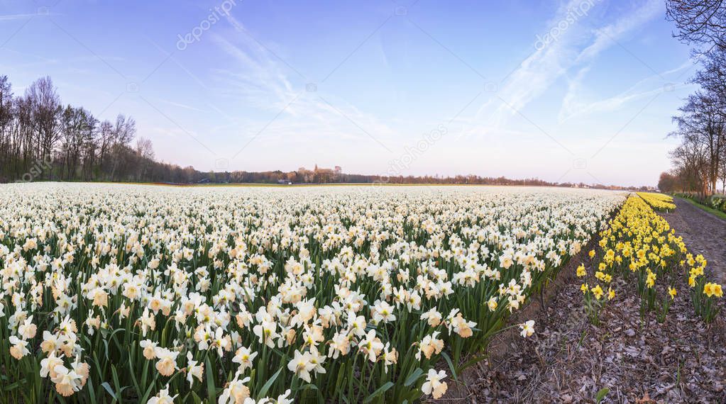 Colorful blooming flower field with white Narcissus or daffodil during sunset. Popular touristic destination.
