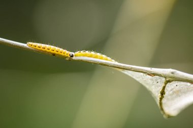 Bir böcek larvaları tırtıllar Yponomeutidae aile veya Ermin pervane, ağaca kurulan ortak ağları, closeup.