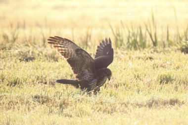 Şahin Buteo buteo av sırasında bir çayır on sisli gün doğumu sırasında açılış. yaşam bir av yakalamak.