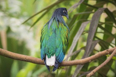 Güzel tüyleri Nicobar güvercin Caloenas nicobarica. Soyu tükenmiş dodo yakın yaşayan akrabası.