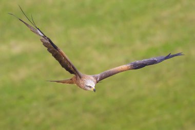 Siyah uçurtma Milvus migrans Yırtıcı Kuş Uçuş, güneşli bir günde avcılık.
