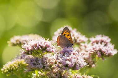 Küçük ya da yaygın bir bakır kelebeğine yakın, Lycaena phlaeas, parlak güneş ışığıyla dolu çiçekli ve canlı bir çayırda beyaz çiçeklerle besleniyor..