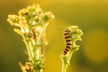 Zencefil tırtıllar zinober güve (Tyria jacobaeae) larvea. Burada günbatımı sırasında sarı çiçekli ragwort (Jacobaea vulgaris) besleme bulundu.
