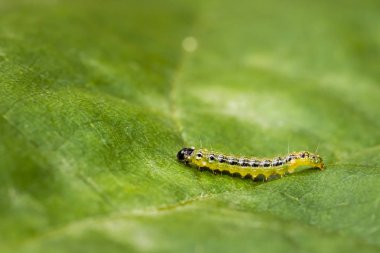 Kutu ağacı güvesi tırtılı, Cydalima perspektifi, yapraklarla besleniyor. Avrupa 'da istilacı bir tür ve en iyi bahçe haşeresi oldu..
