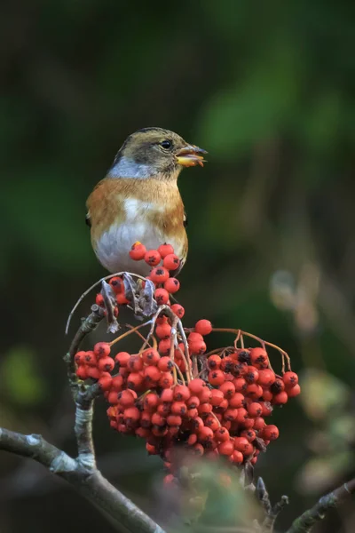 Böğürtlen çalıkuşu Fringilla montifringilla 'nın kışın tüylerini yemlerken aynı zamanda sonbahar mevsiminde ormanda Rowan ve dağ külü olarak da bilinen Sorbus aucuparia' nın portakal meyvelerini besler.