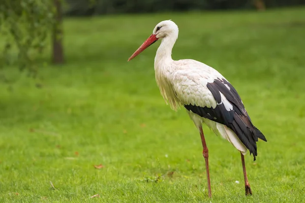 Stork Ciconia Ciconia Foraging Meadow — Stock Photo, Image