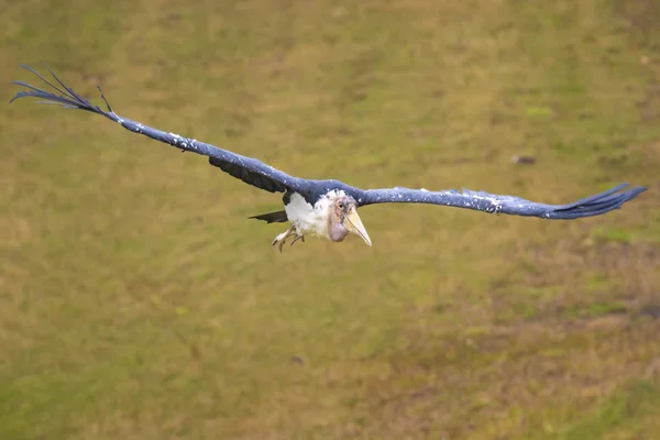 Closeup Marabou Stork Leptoptilos Crumenifer Bird Flight Green Background — Stock Photo, Image