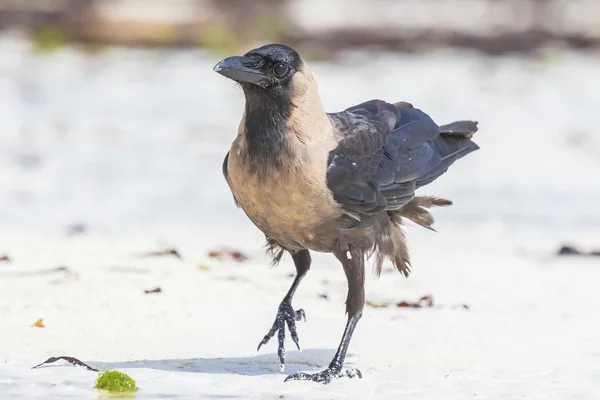 Großaufnahme Einer Hauskrähe Corvus Splendens Vogel Einem Weißen Sandstrand Und — Stockfoto