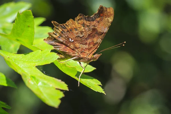 Вид Сбоку Крупным Планом Бабочки Polygonia Album Отдыхающей Растительности Лесу — стоковое фото