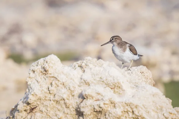 Wspólny Sandpiper Actitis Hypoleucos Ptak Czatach Siedzący Skale — Zdjęcie stockowe