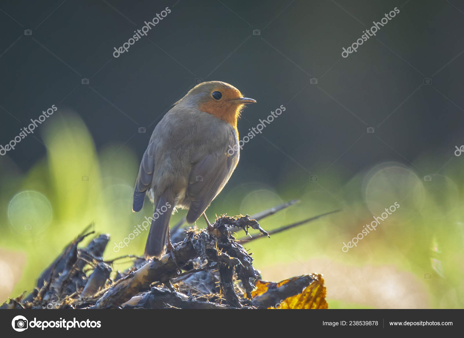 Chant Oiseau Rouge Gorge Erithacus Rubecula Soleil Rayons