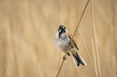 Bir ortak reed kiraz kuşu kuş Emberiza schoeniclus bir şarkı söylerken bir kamış tüy kamış australis closeup. Bulutlu bir günde bahar sezonu nedeniyle sert rüzgarlar sallayarak reed yataklar.