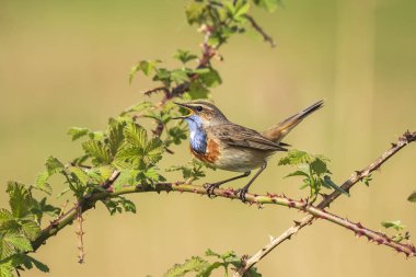 Üreme ilkbahar mevsiminde sırasında bir dişinin dikkatini çekmek için bir mavi-boğaz kuş (Luscinia svecica cyanecula) şarkı