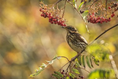 Redwing kuş, Sorbus aucuparia, turuncu meyveleri yemekten Turdus iliacu da rowan ve üvez orman içinde sonbahar mevsiminde adı