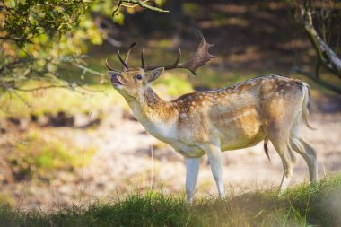 Alageyik (Dama Dama) erkek bir ormanda yürüyüş. Güneş ışığı ve Doğa sonbahar renkleri arka plan üzerinde açıkça görülebilir.