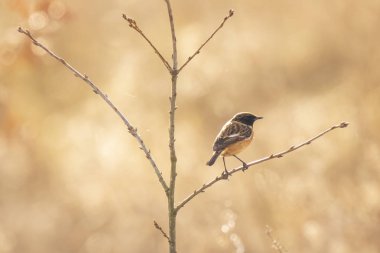 Erkek Stonechat kuş, Saxicola rubicola, sabah güneşi yakın çekim