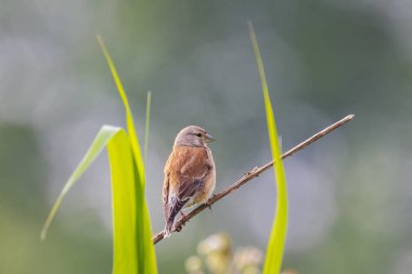 Bir ketenkuşu portresi closeup kuş, Carduelis cannabina, ekran ve bir eş için Bahar sezonu boyunca arama. Sabah erken güneş ışığında şarkı. 