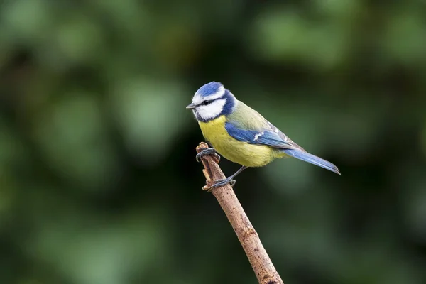 Mésange Bleue Eurasienne Cyanistes Caeruleus Oiseau Perché Sur Une Branche — Photo