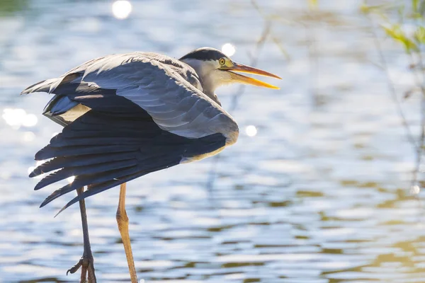 Большая Синяя Цапля Ardea Героев Поисках Пищи Воде Озера Возле — стоковое фото