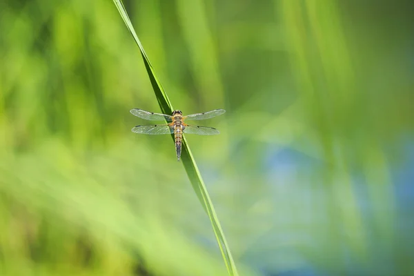 四斑点追逐 里勃留拉 Quadrimaculata 或四斑点的撇光蜻蜓在阳光下停留在绿芦苇上的特写 — 图库照片