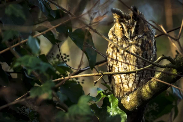 Uzun Kulaklı Baykuş Asio Otus Bir Ağaca Tünemiş Dinleniyordu Kameraya — Stok fotoğraf