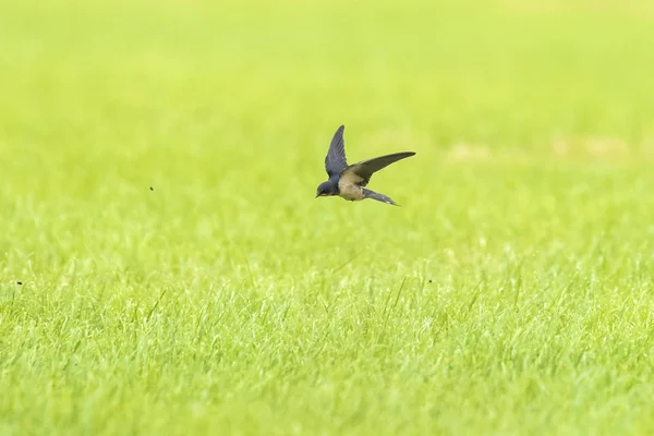 Celeiro Engula Hirundo Rustica Voo Acima Terras Agrícolas Esta Espécie — Fotografia de Stock