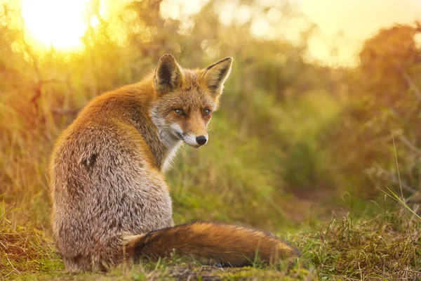 Wilder Junger Rotfuchs Vulpes Vulpes Füchsin Beim Aasfressen Wald Und — Stockfoto