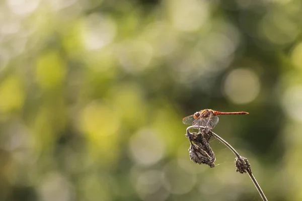 Вид Збоку Загальні Darter Sympetrum Striolatum Його Розкритими Крилами Він — стокове фото