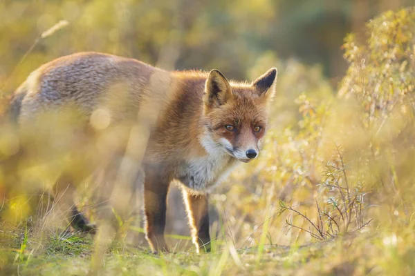 野生年轻的红狐 在日落时在森林和沙丘中觅食的毒蛇 — 图库照片