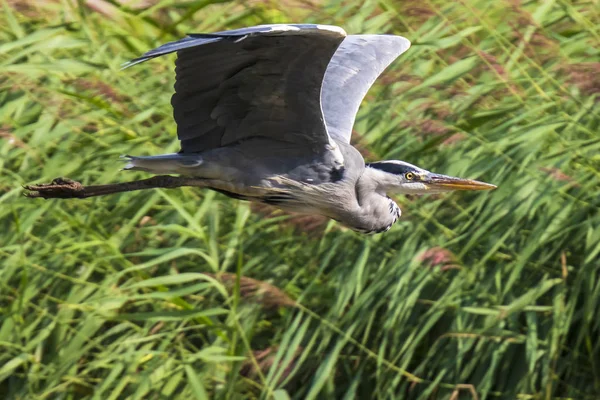 Großer Blauer Reiher Ardea Herodias Wasservögel Flug Mit Ausgebreiteten Flügeln — Stockfoto