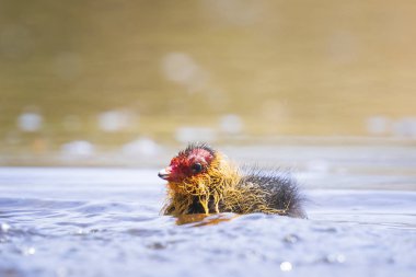Avrasya coot, Fulica atra, kırmızı kafa ve siyah gövde yüzme ile piliç. Düşük görüş, canlı renkler ve güneş ışığı.