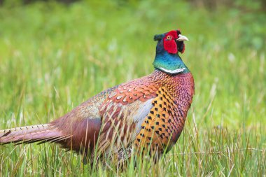 Erkek sülün Phasianus Colchicus yiyecek aramak için bir çim tarlasında yürüyor..