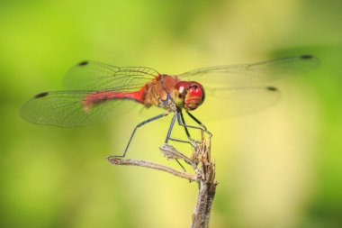 Bir kırmızı renkli erkek kırmızı Pasifik'ten oğlan (Sympetrum sanguineum) bitki örtüsü üzerinde asılı close-up. Güneş ışığı altında bir çayırda dinlenme.