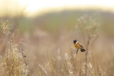 Erkek Stonechat kuş, Saxicola rubicola, sabah güneşi yakın çekim