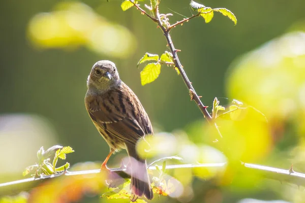 Gros Plan Dunnock Prunella Modularis Oiseau Exposé Dans Arbre Chantant — Photo