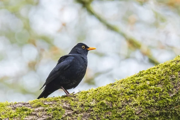 Macho Europeo Blackbird Turdus Merula Cantando Árbol Con Día Nublado —  Fotos de Stock